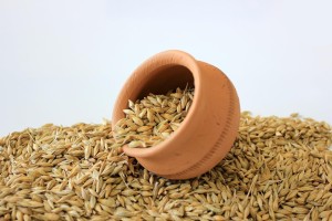 Barley