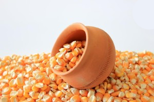 Maize